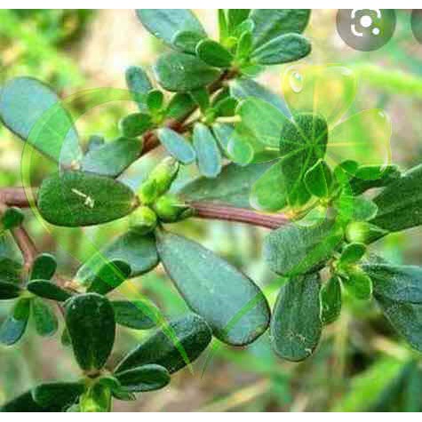 Hạt giống rau sam, rau sam, sam đất - gói 2 gram