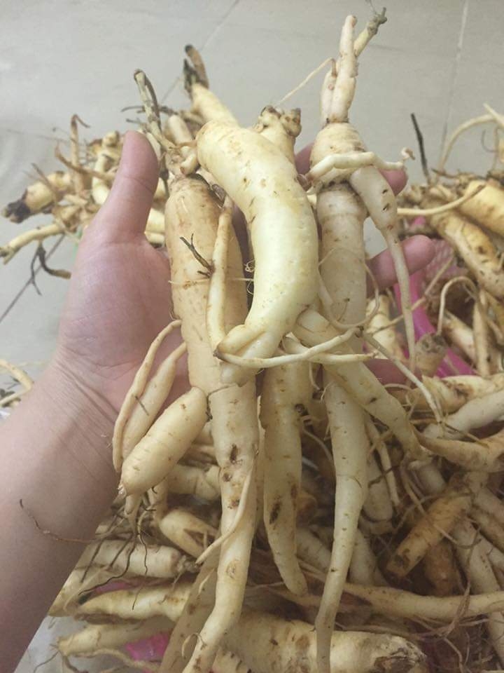 Đẳng Sâm Rừng (1Kg Hàng Chọn)