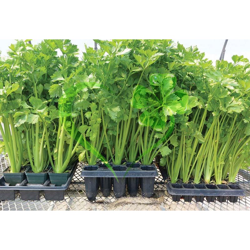 Hạt giống rau cần lá xanh (Cần Ta) - gói 10 gram