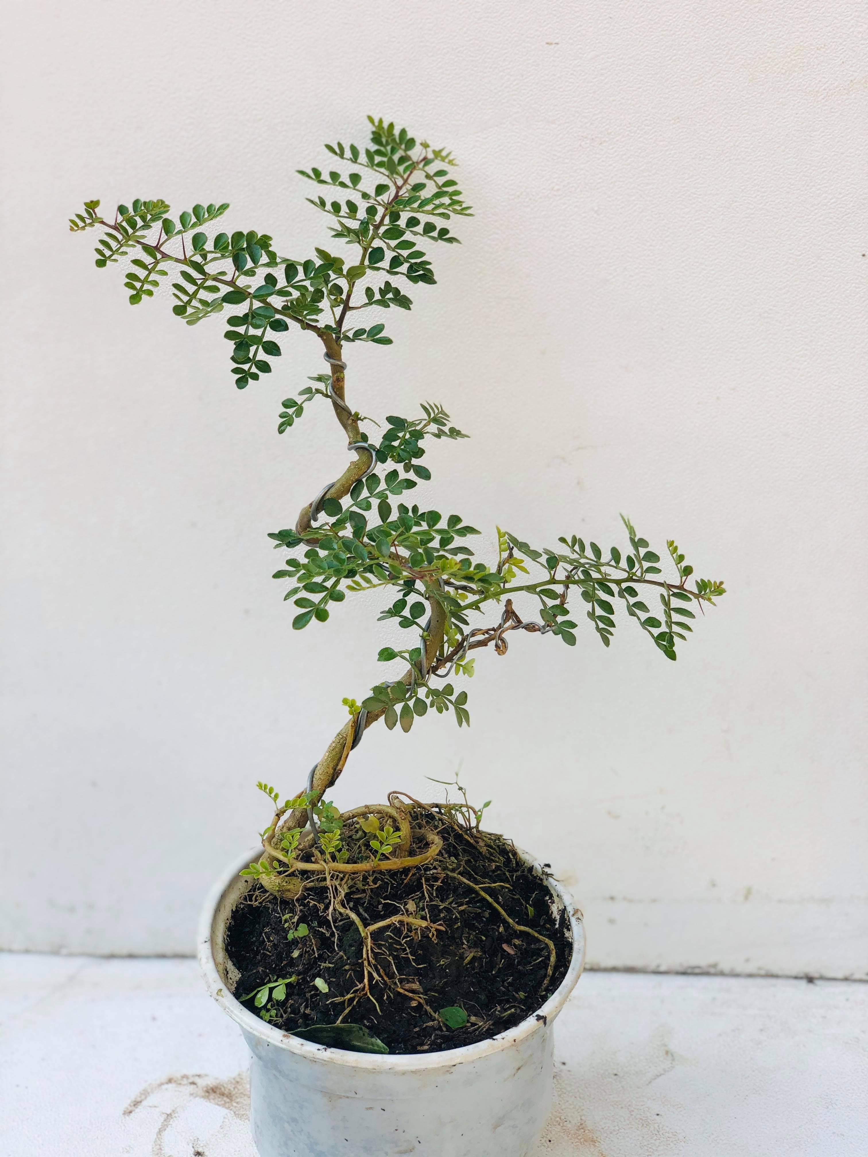 Cây cần thăng bonsai