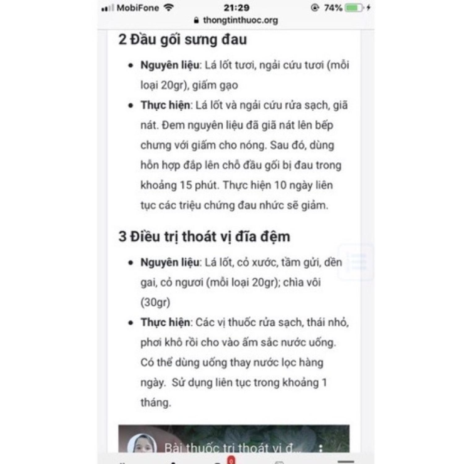 Combo Chậu gồm 5 cây lá lốt