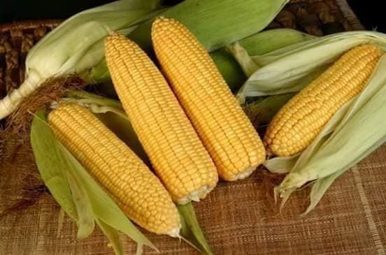 Hạt Giống Ngô Ngọt Vàng Thái Lan (30/gói )