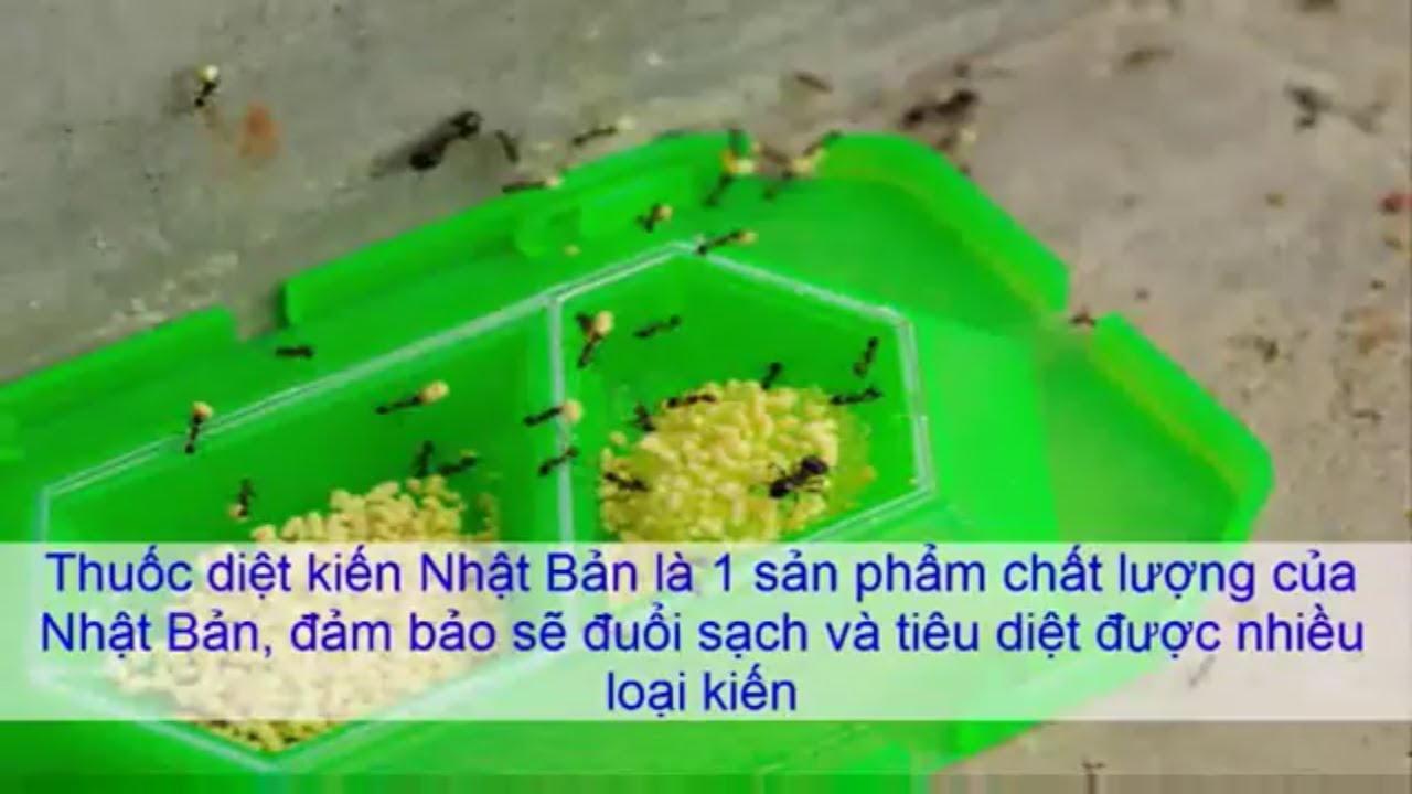 Thuốc diệt kiến hiệu quả Nhật bản
