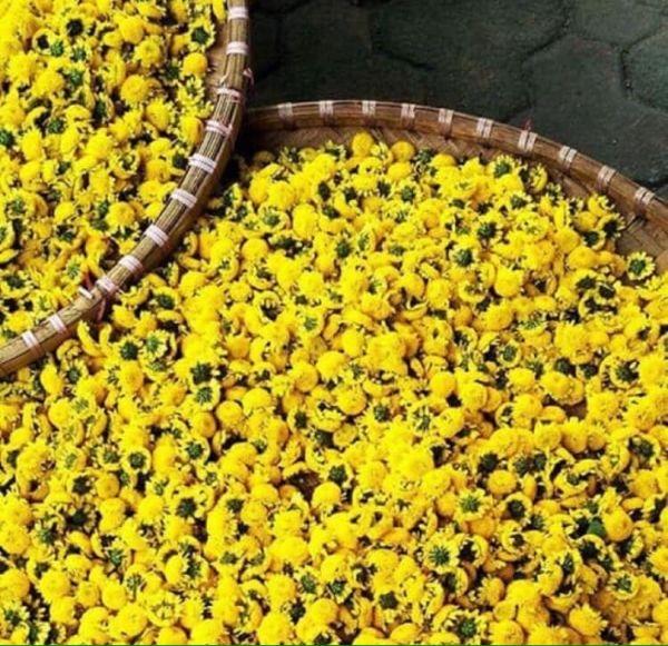 Trà Hoa Cúc Vàng - Trắng 500gr