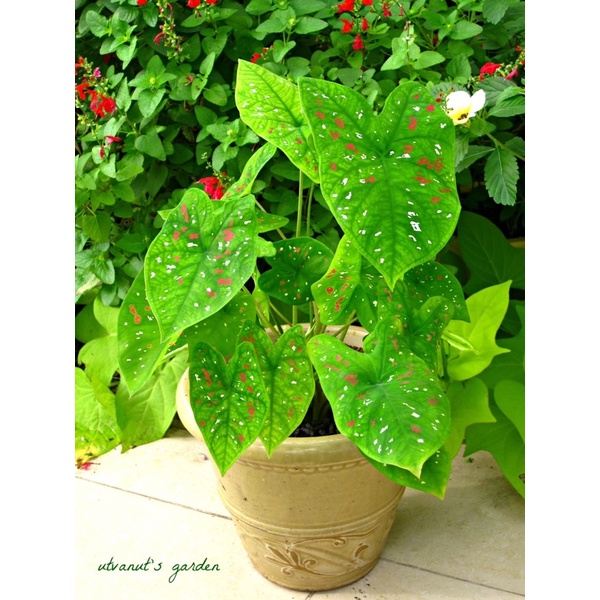môn đốm chấm bi (củ giống)