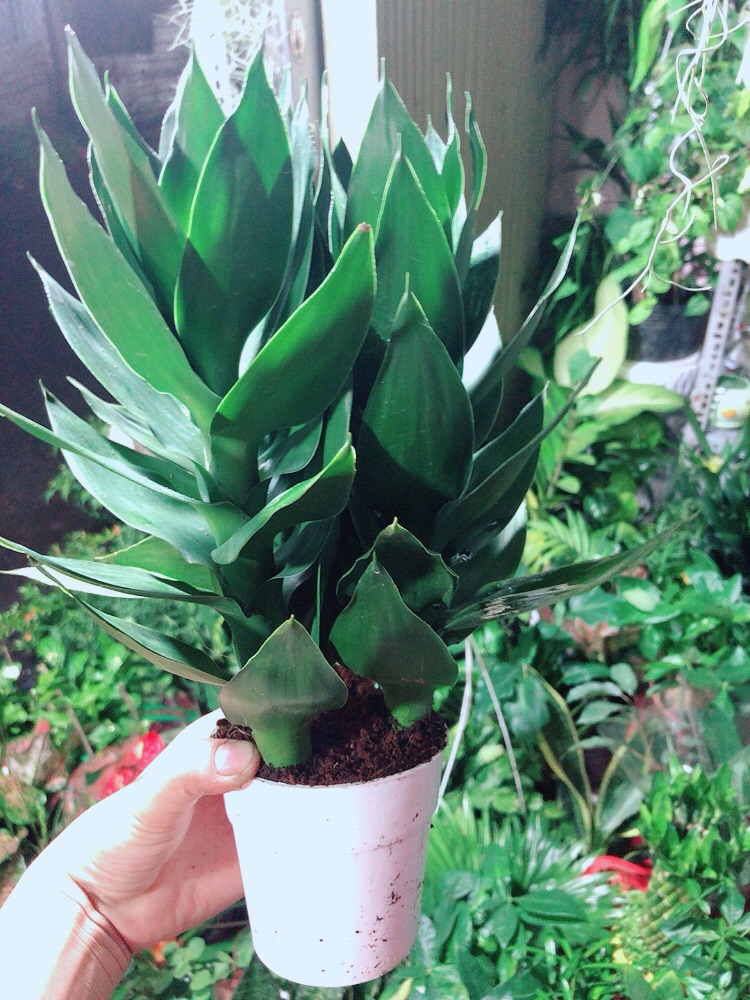 Chậu Cây Phát Tài Búp Sen