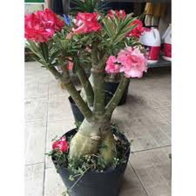 Cây Hoa sứ thái kép nhiều màu