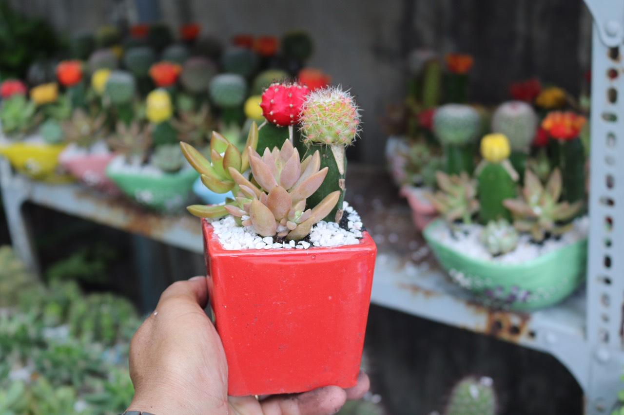 Chậu Sứ Xương Rồng Ghép