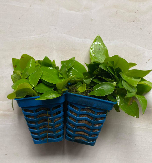[Hoàn Tiền 10%] Ráy Lá Vàng