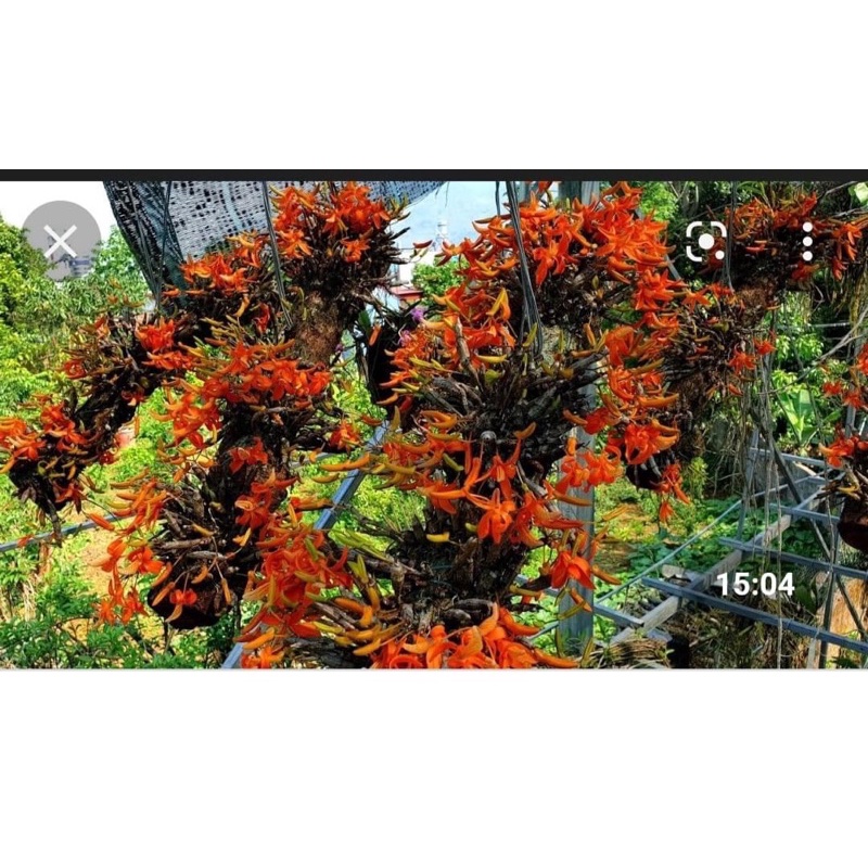 hoa lan đơn cam cho Tết