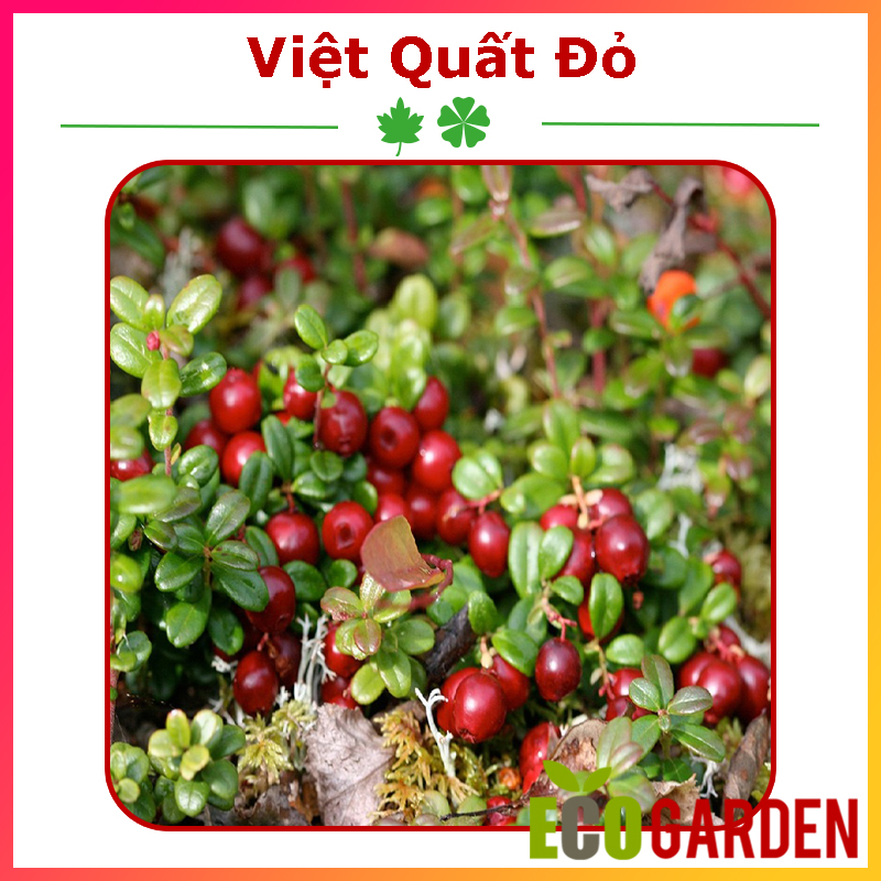 Hạt Giống Cây Việt Quất Đỏ (30H) (ECO.380)
