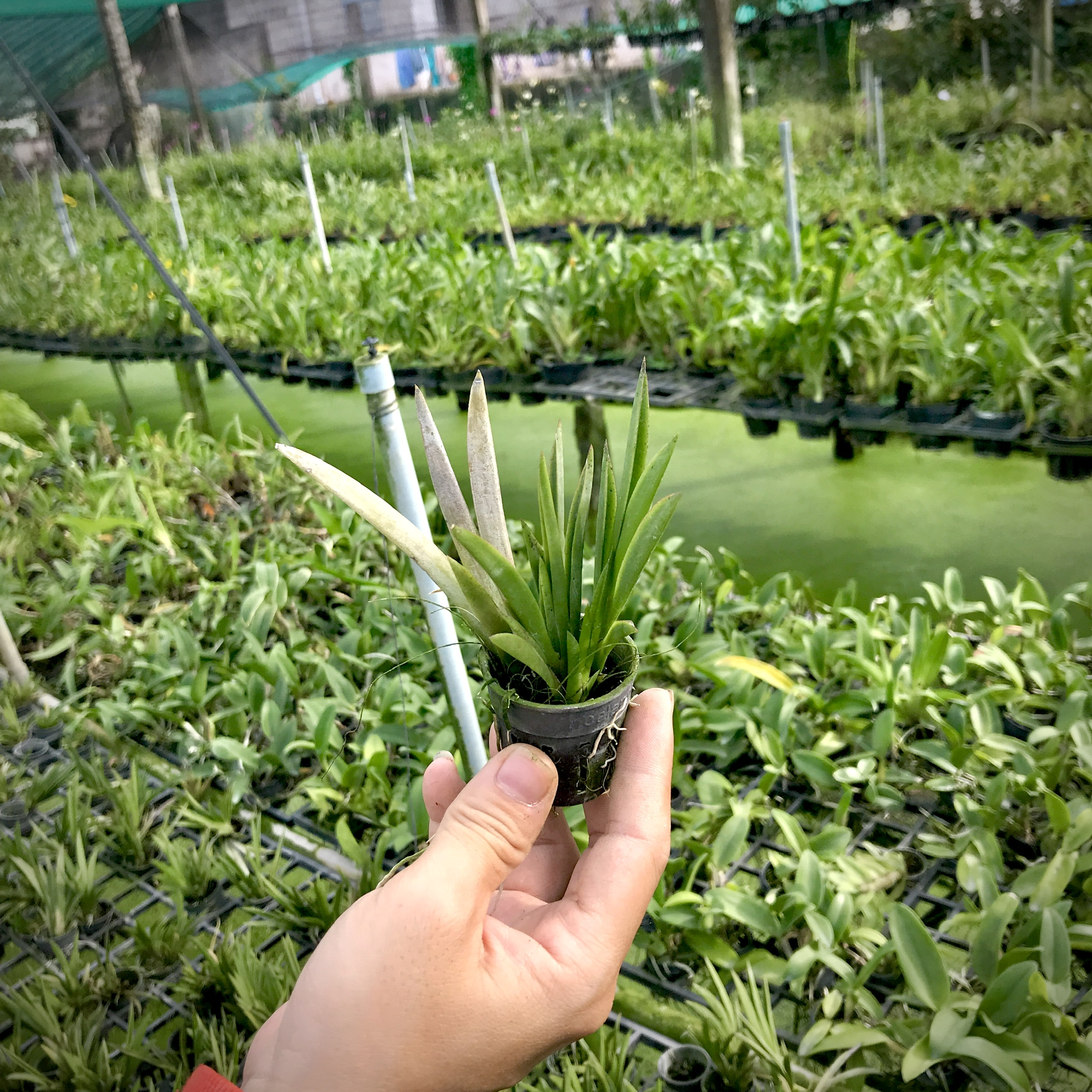 COMBO 5 cốc Giống Vũ Nữ Bút Chì
