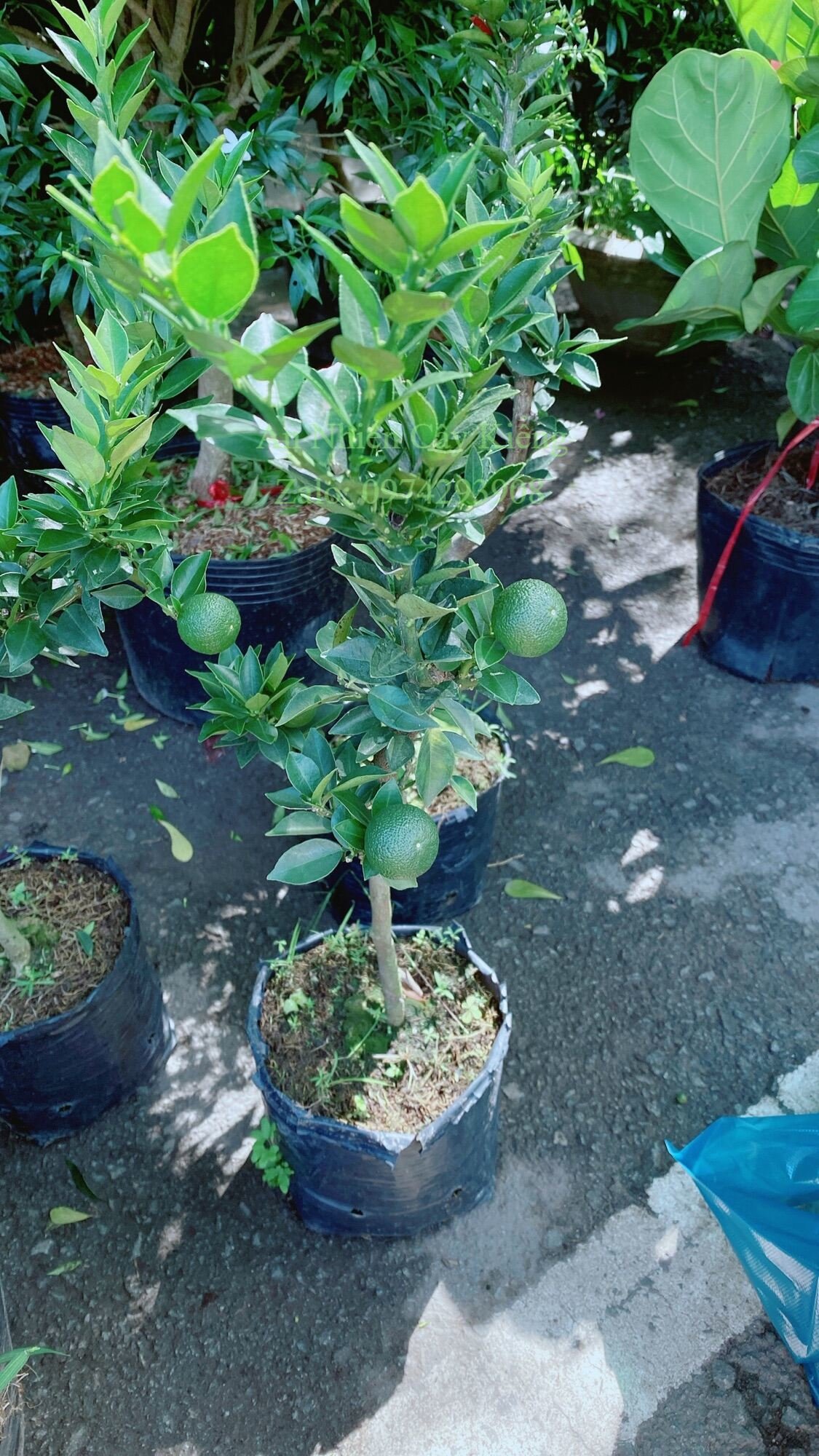 Cây Quýt Nhật