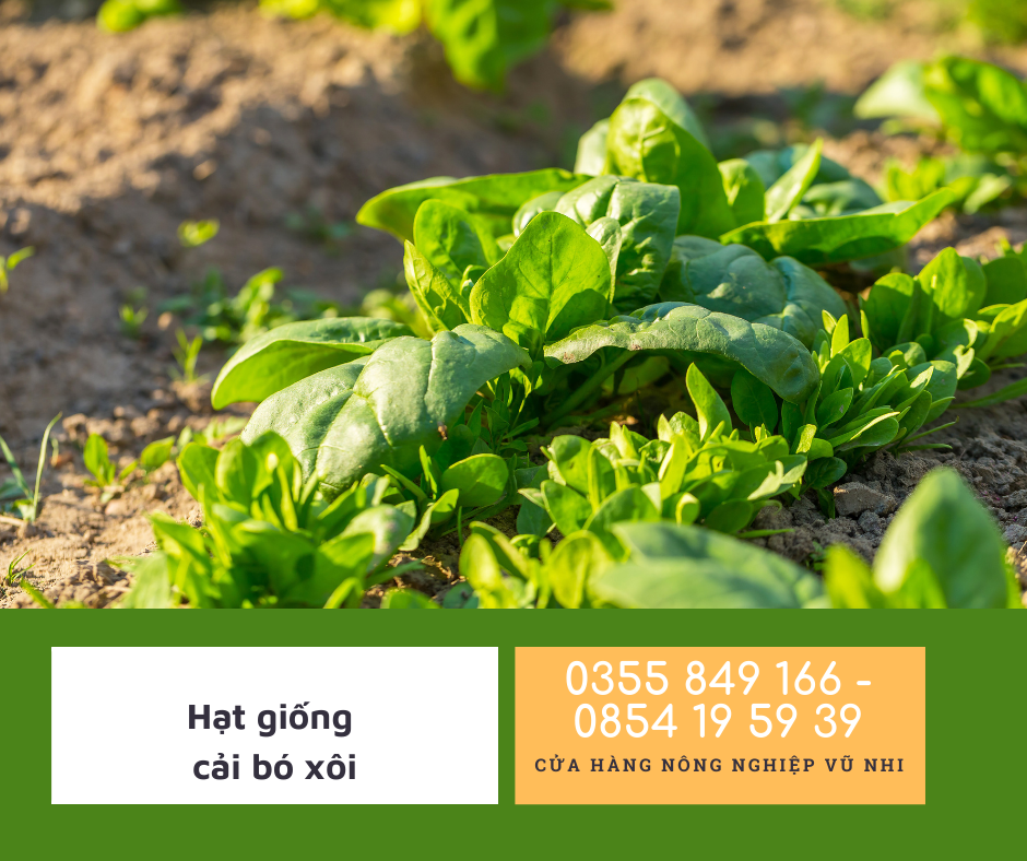 Hạt giống cải bó xôi ( rau bina, rau chân vịt)