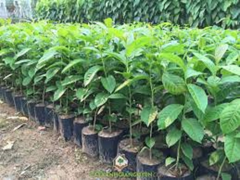 Cây Bằng lăng tím - cây giống