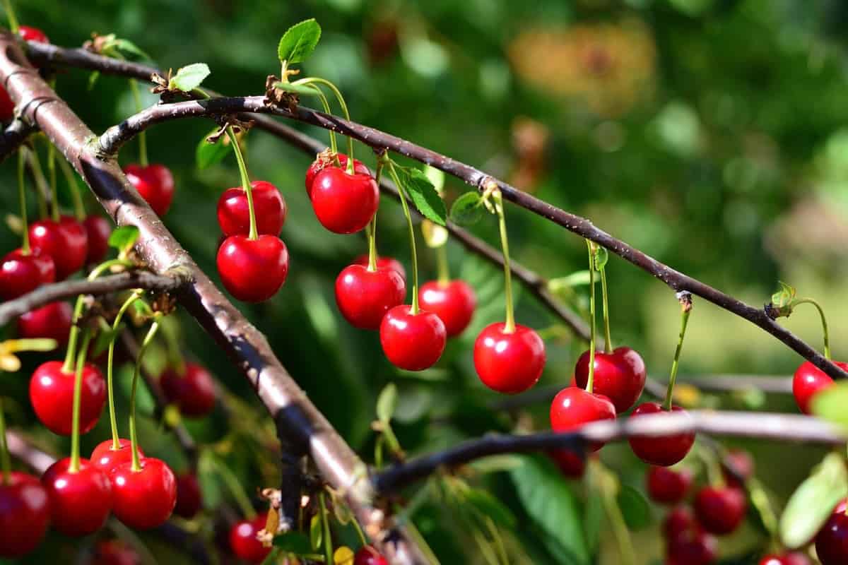 Hạt giống cherry