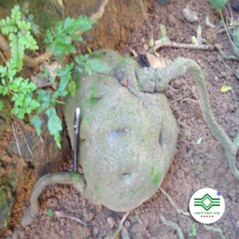 Củ Bình Vôi 1KG - VT163