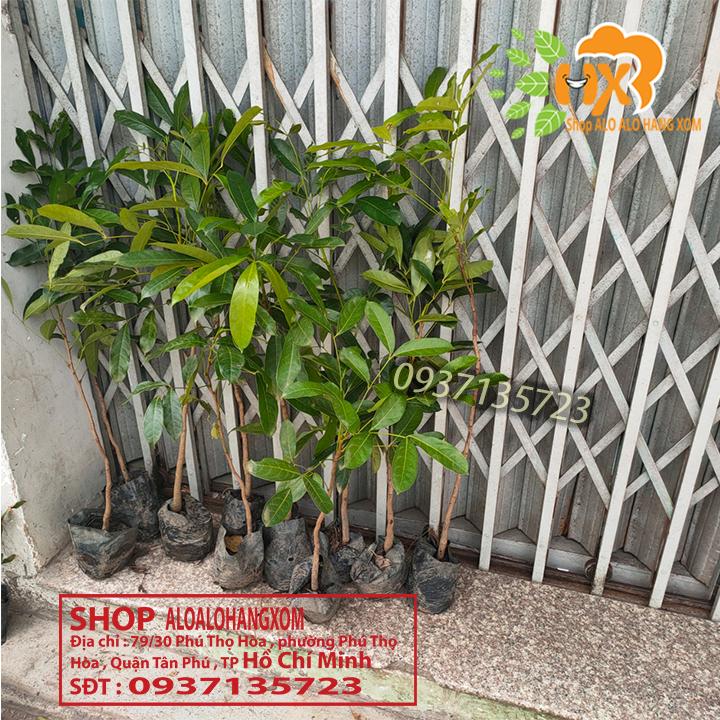 [HCM]Combo 5 cây xà cừ -cây giống