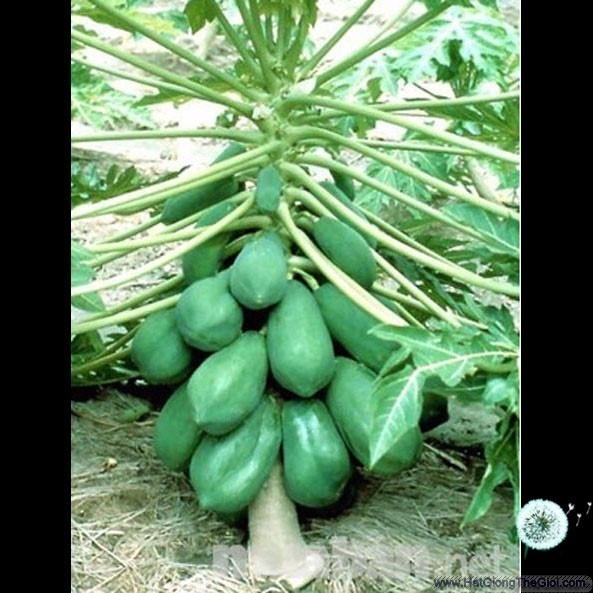 cây giống ĐU ĐỦ LÙN RUỘT ĐỎ siêu quả--siêu năng xuất--siêu ngon