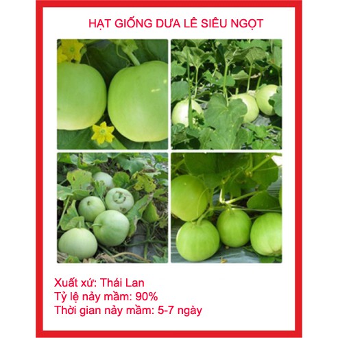 MJ11E Gói 10 hạt giống dưa lê siêu ngọt MỚI HÁI NẢY MẦM TỐT