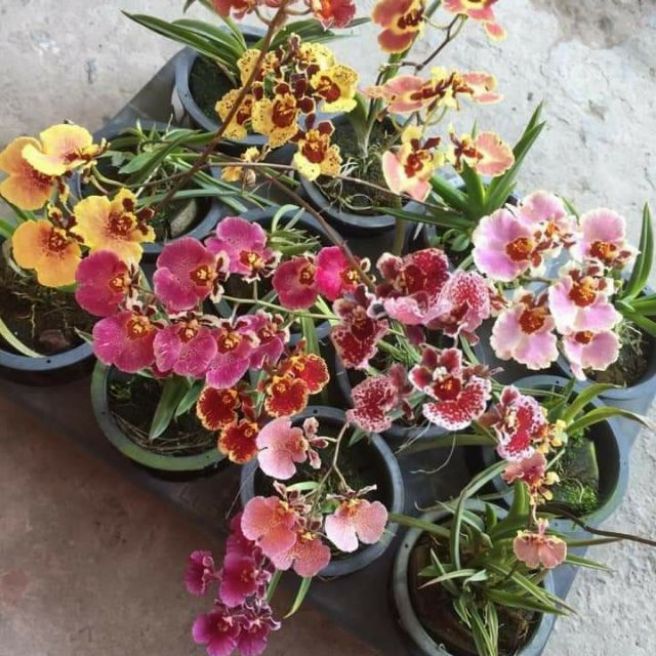 Hoa lan vũ nữ bút chì giống đủ màu