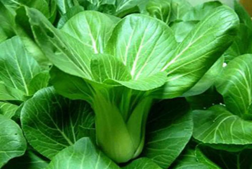 Hạt giống rau Cải chíp xanh