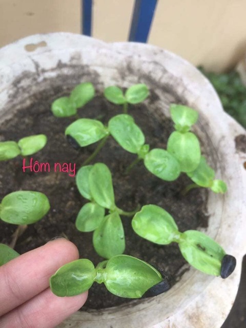 Hạt giống hoa hướng dương đỏ