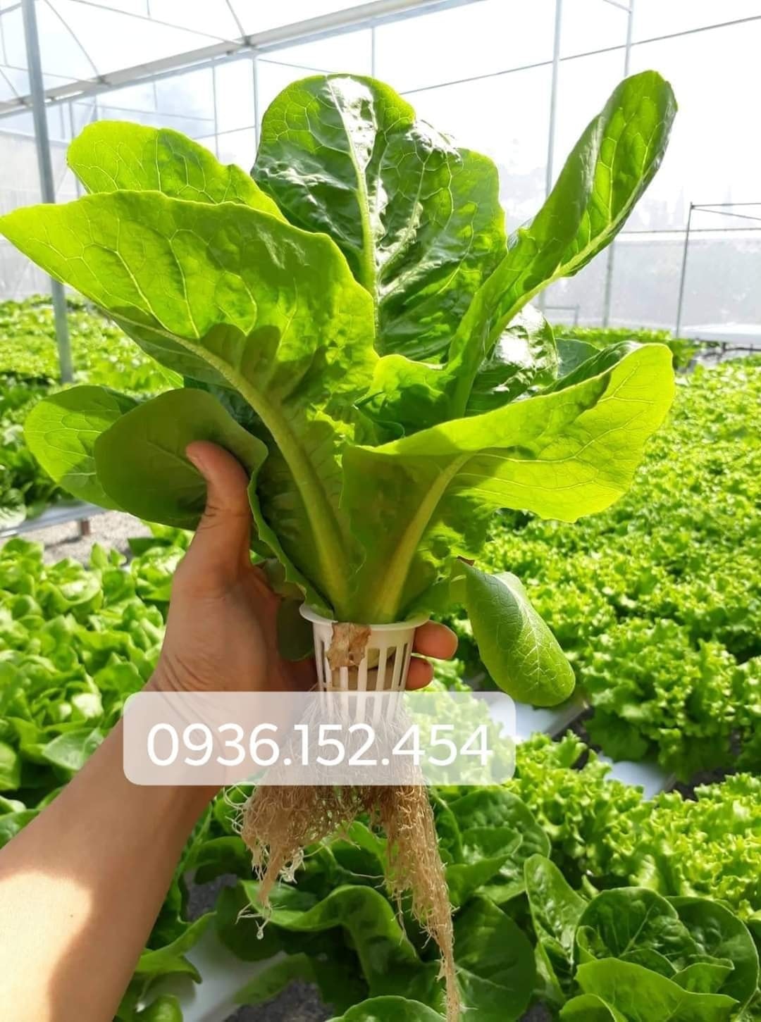 Dĩnh dưỡng thuỷ canh rau củ NOVA ISA cặp 2 lít