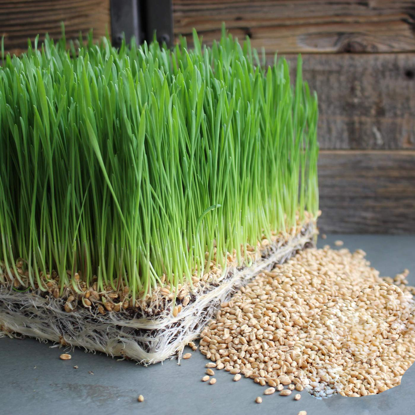 Hạt giống mầm lúa mạch 20gr