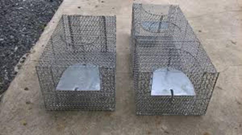 Bẫy Chuột Thông Minh 2 Cửa Tự Động, Bẫy Nhiều Con 1 Lúc, Mô Hình Tiên Tiến, Siêu Bền Chắc Chắn