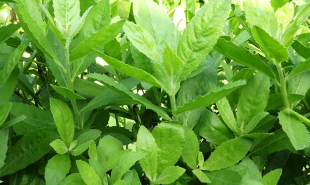 Xả Hàng - 01Kg Cây Đại Bi (Cúc Tần) Khô 683lz