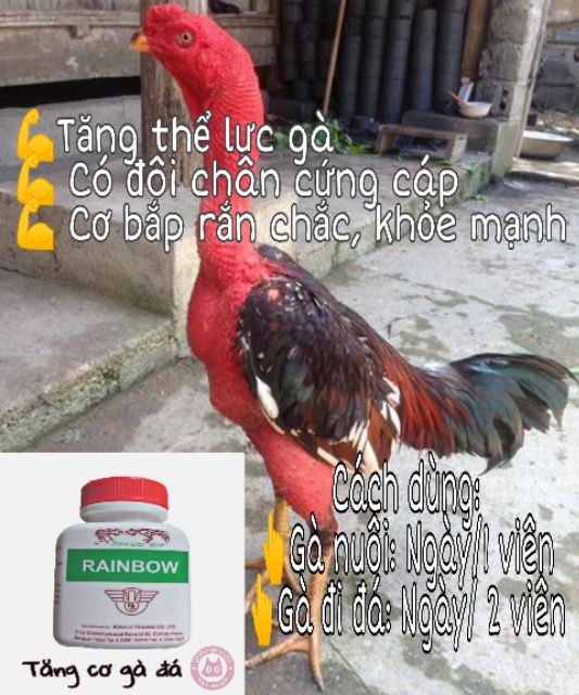 RAINBOW - Chuyên Tăng cơ, tăng nước máu cho gà đá - Hũ 100 viên