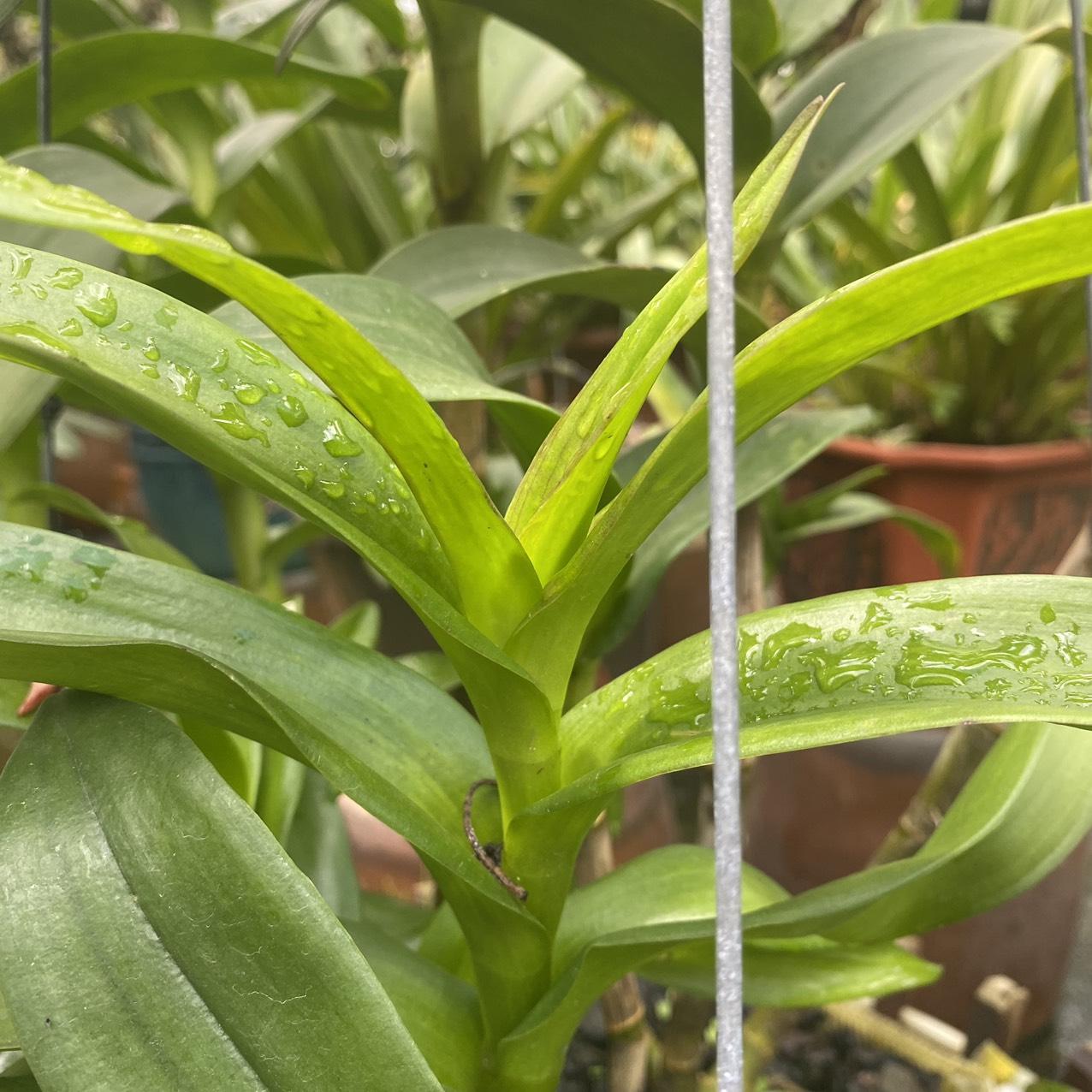 PHÂN BÓN BỔ SUNG VI LƯỢNG CHO LAN - COMBI LIQUID (100ml)