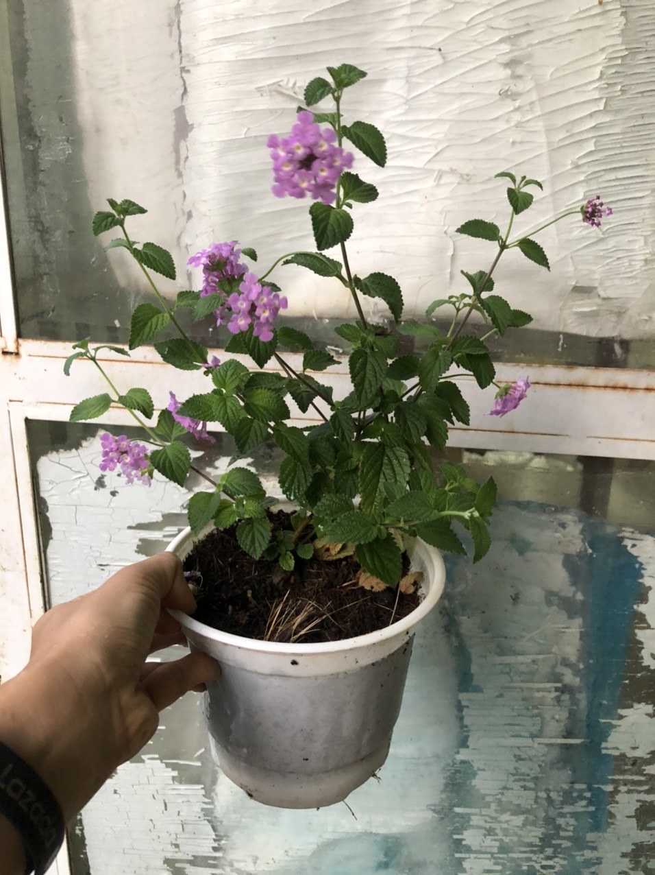 Chậu cây hoa Ngũ Sắc Tím đang nụ hoặc đang hoa - Cây Trâm Ổi - Cosmos Bipinnuatus - ngusactim