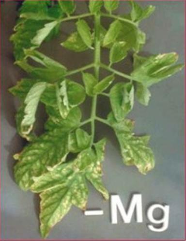 Phân bón vi lượng cây trồng dạng Chelate