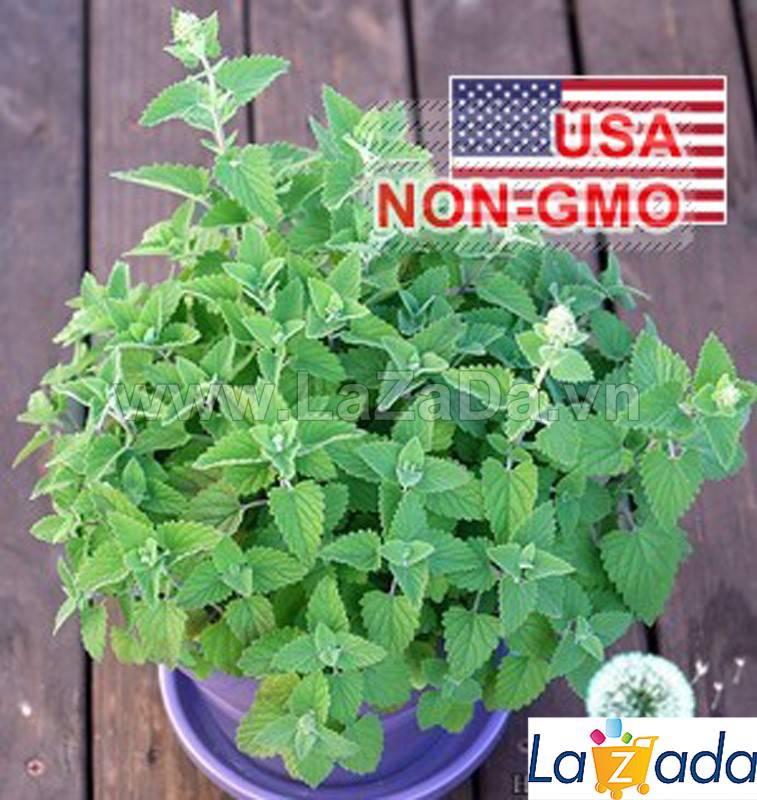 [HCM]500.HẠT Hạt Giống Catnip / Cỏ Mèo (| C26*X33)