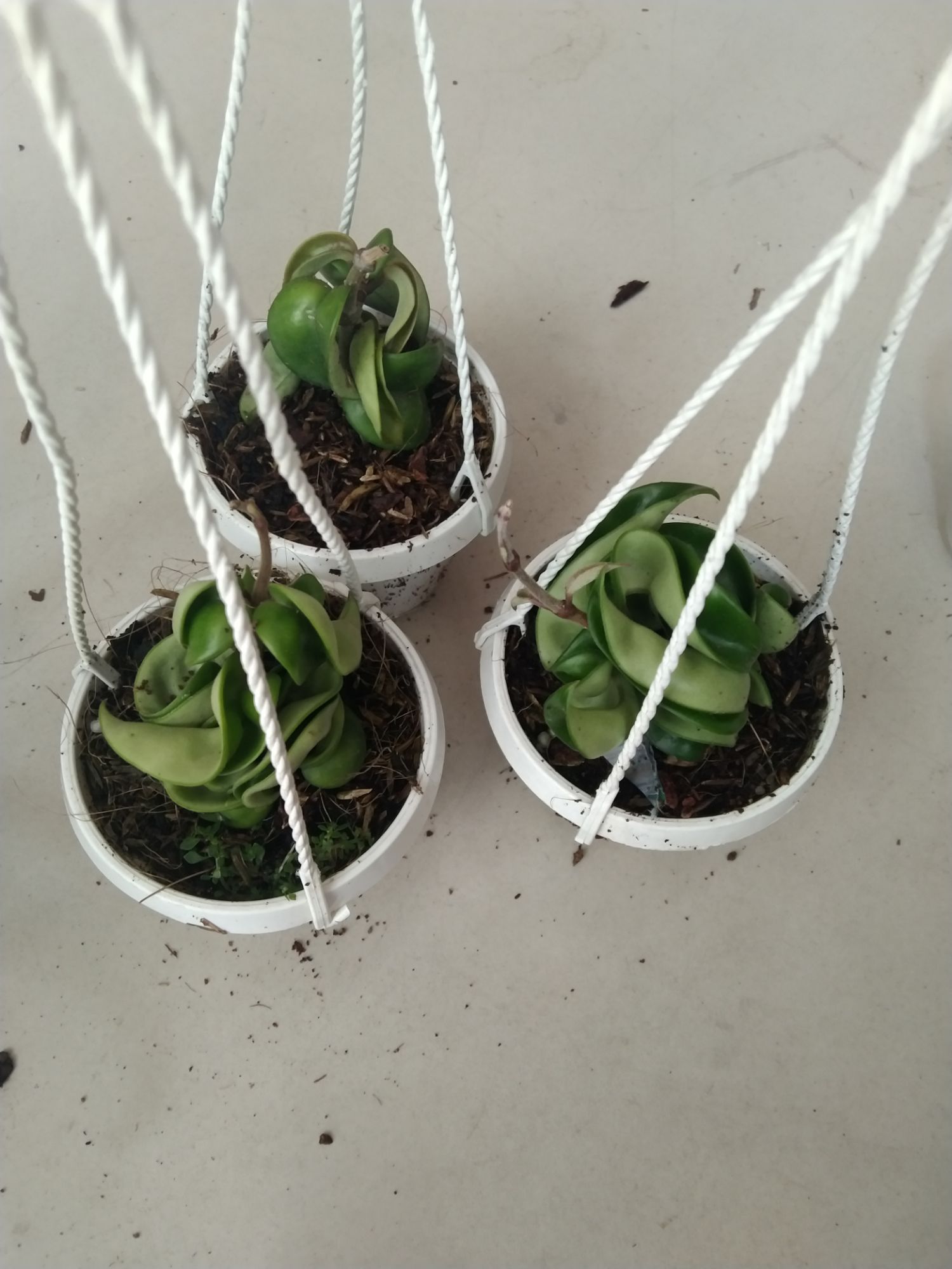 Cẩm cù xoắn cây giống