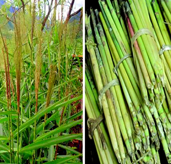 cây chít giống , cây đọt giống (1 bụi lớn)