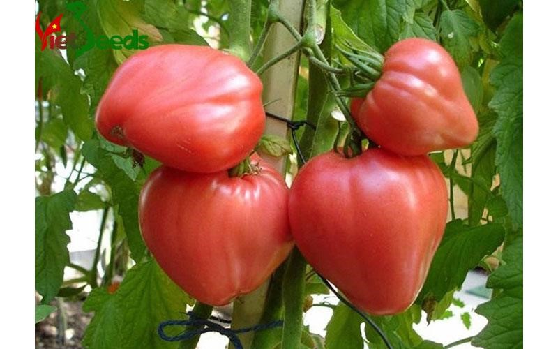 Hạt giống cà chua trái tim đỏ gói 30 hạt