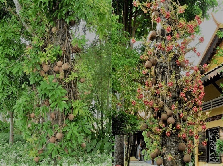 CÂY SALA ( CÂY NGỌC KỲ LÂN , CÂY ĐẦU LÂN ) GIỐNG