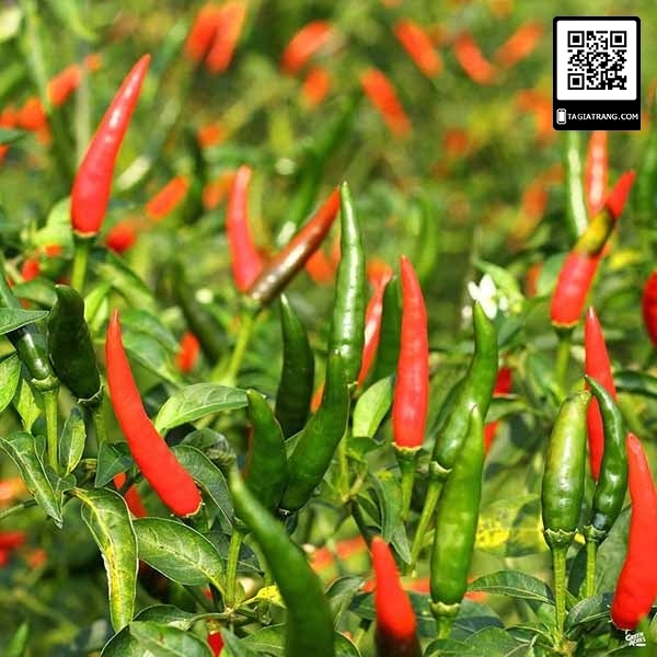 Hạt Giống Ớt Hiểm Siêu Cay