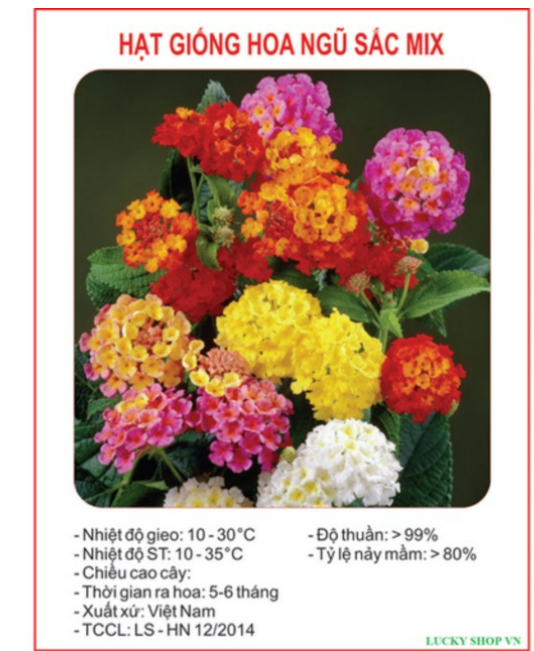 Hạt Giống Hoa Ngũ Sắc Nhiều Màu Gói 30 Hạt
