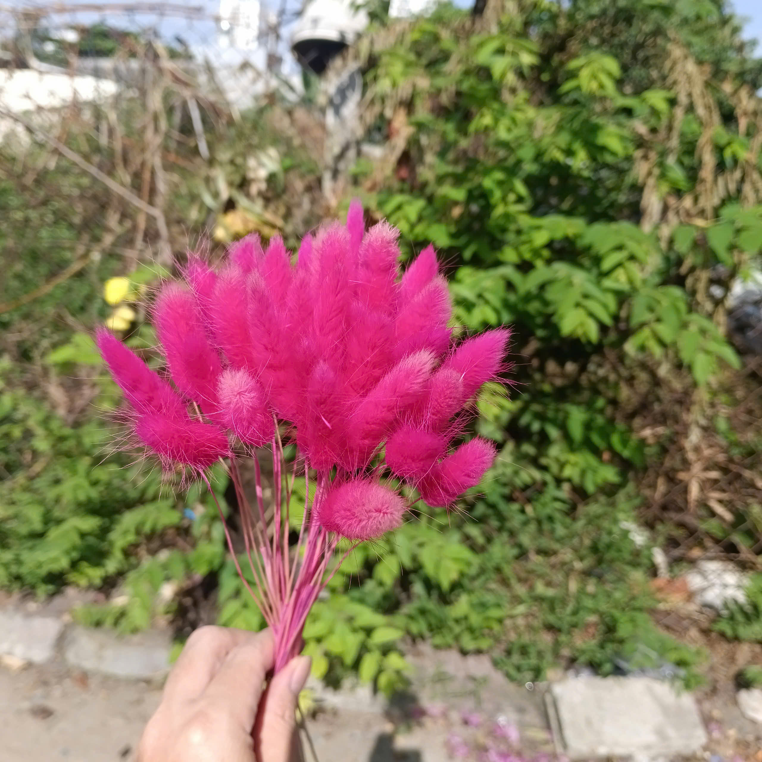 hoa khô trang trí - cỏ đuôi thỏ ( 10 bông )