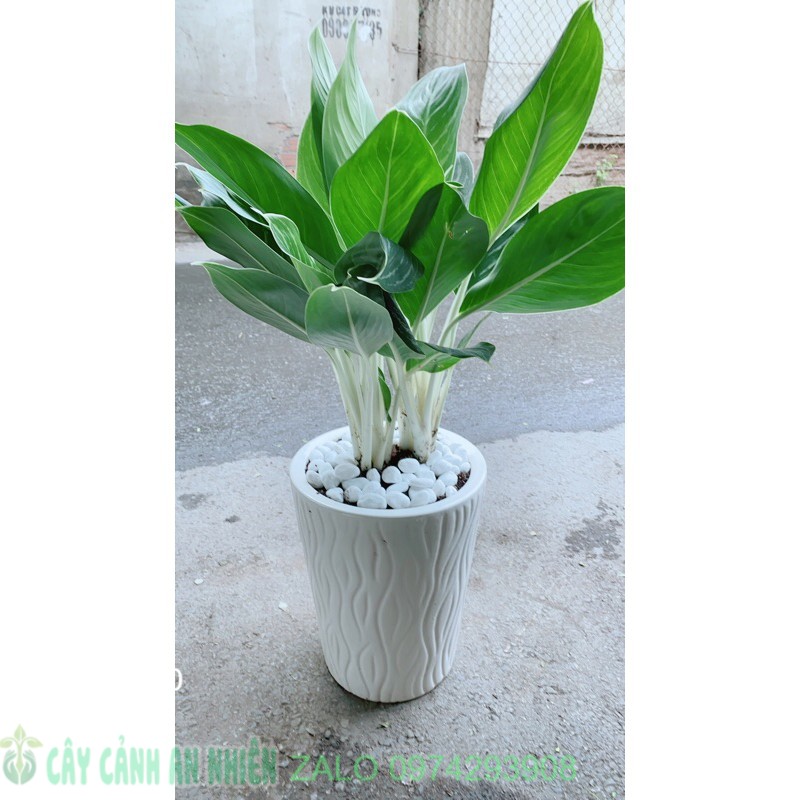 Chậu cây bạch mã hoàng tử