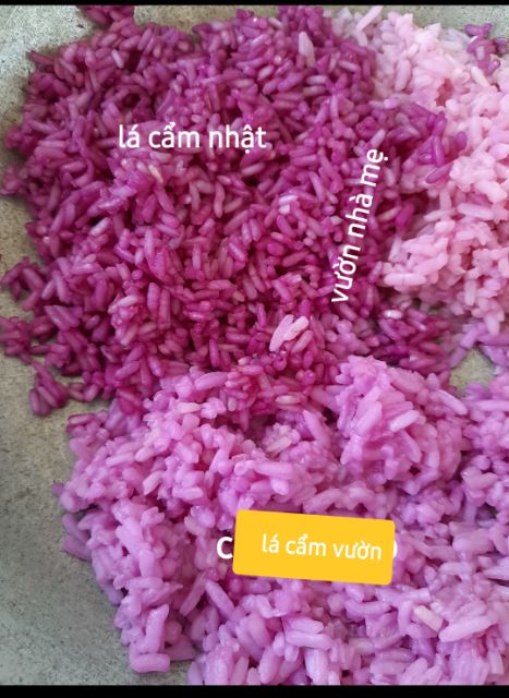 Cây lá cẩm tím giống nhật-size 25-30 cm