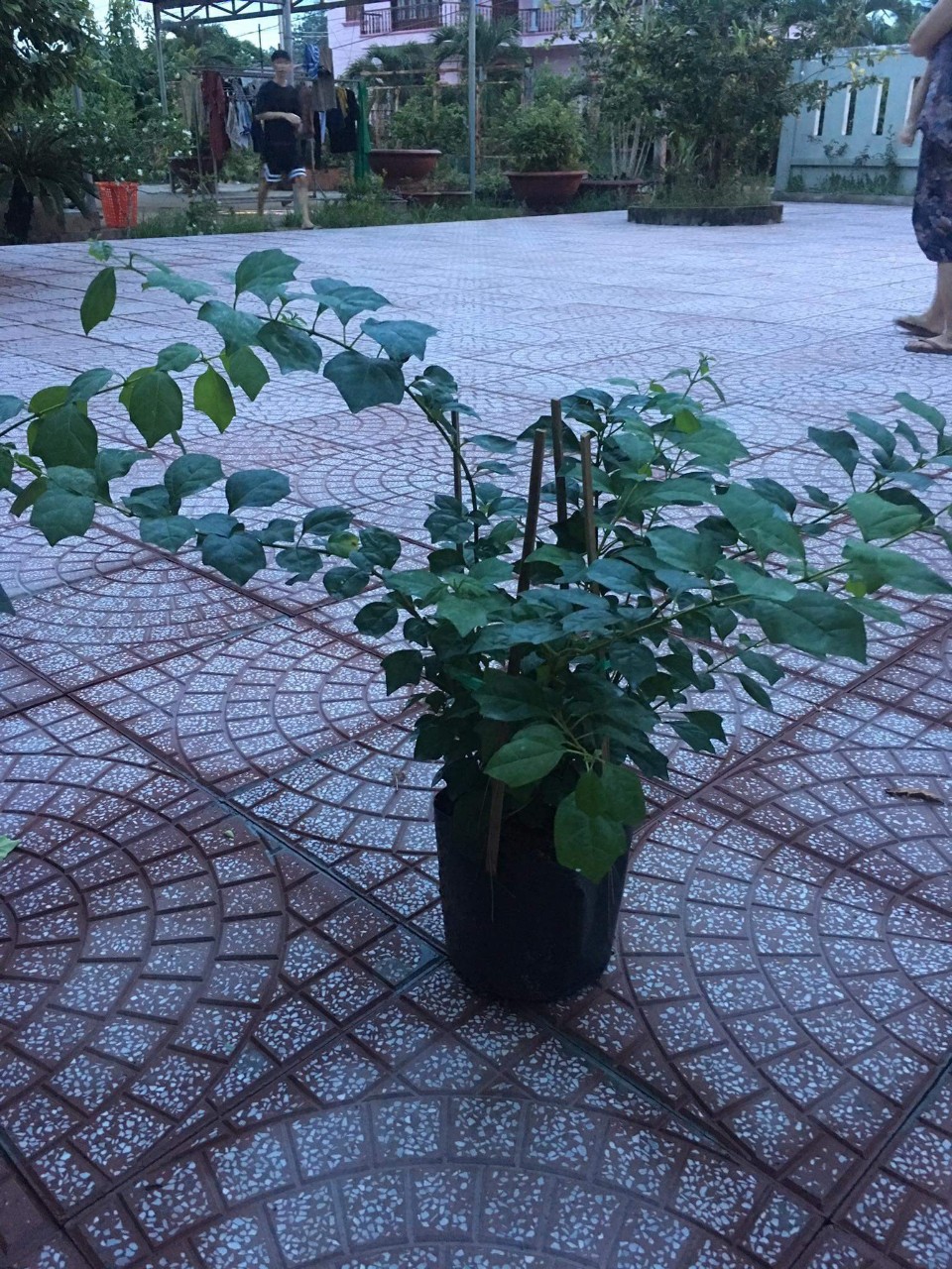 CÂY HUYỀN TRÂN CÔNG CHÚA