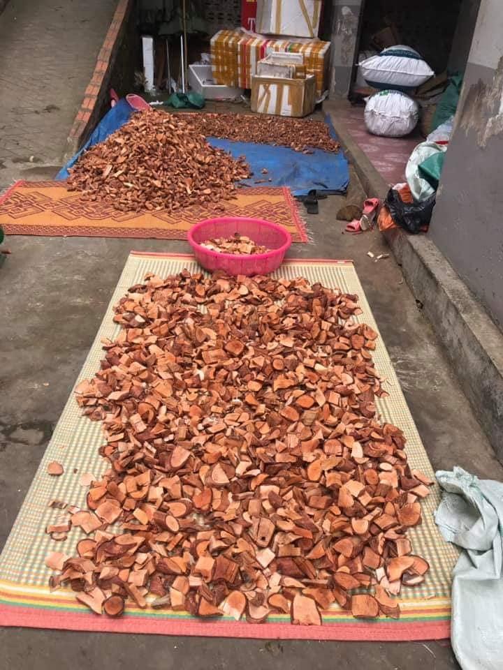 1kg Cây Mú Từn - CÙ BOONG NẬU