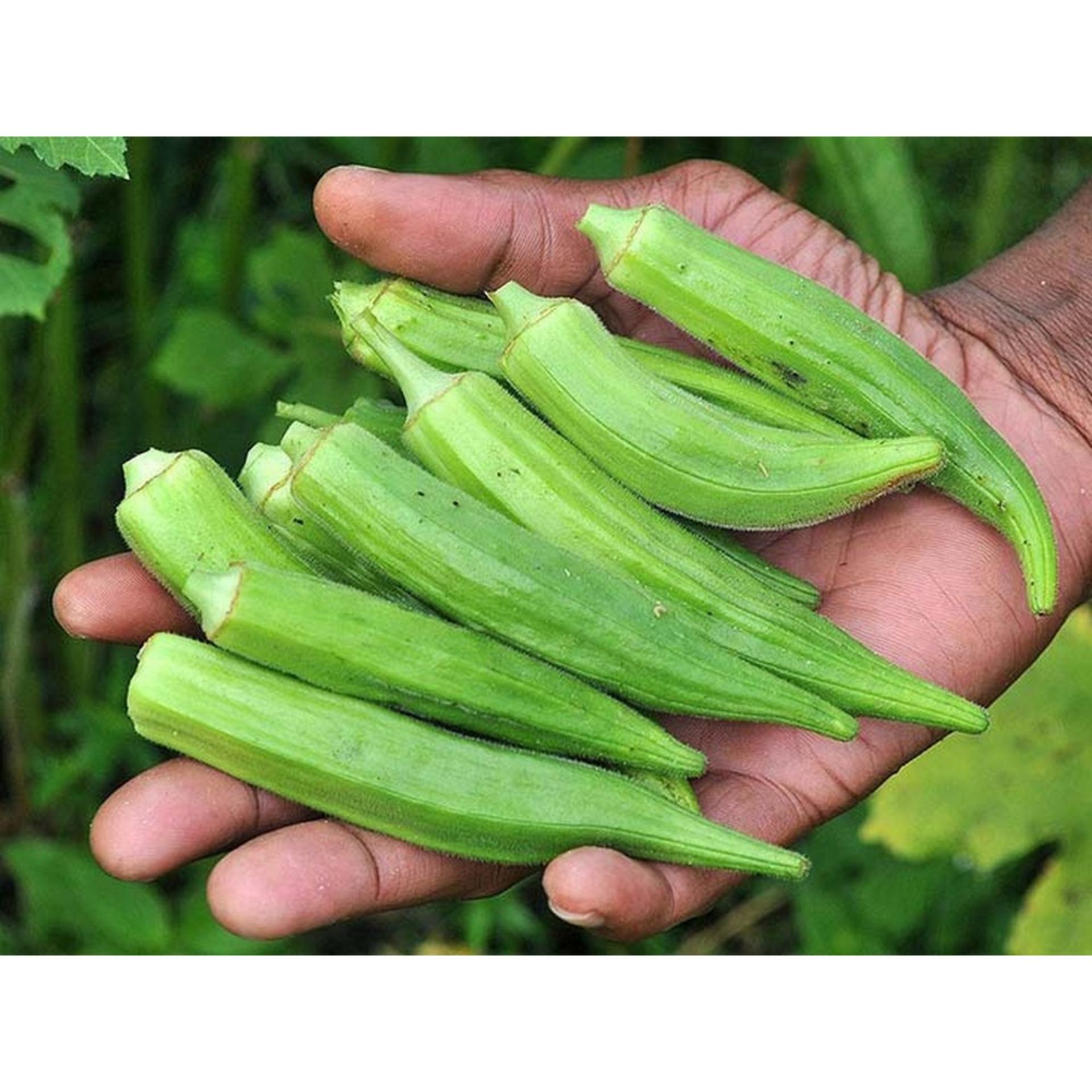 20g Hạt giống Đậu bắp Cao sản (tặng Kích nẩy mầm, Hướng dẫn ươm)