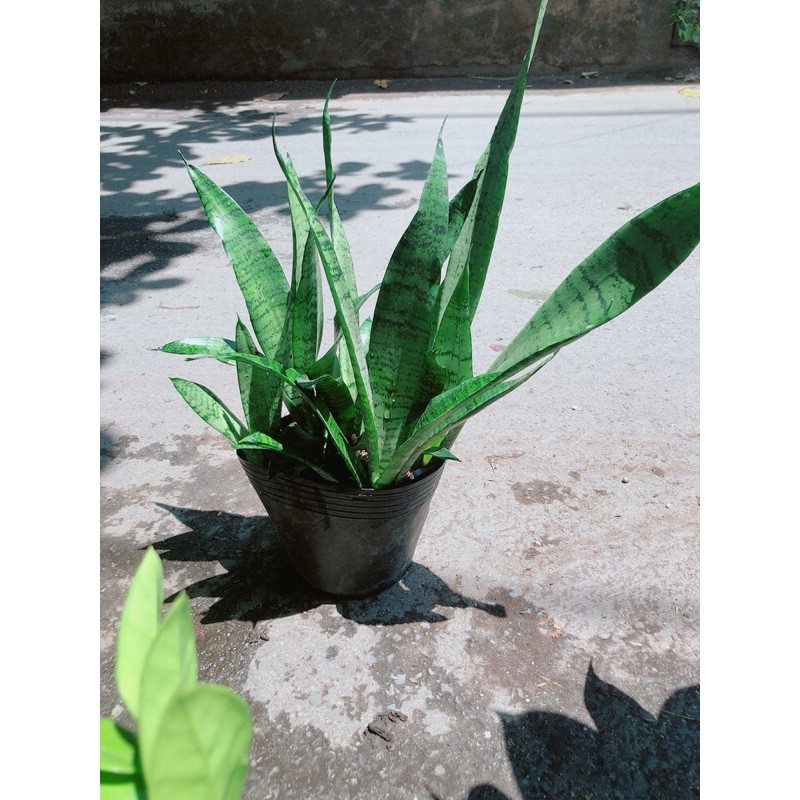[HCM]Lưỡi Hổ Sansevieria Black Coral