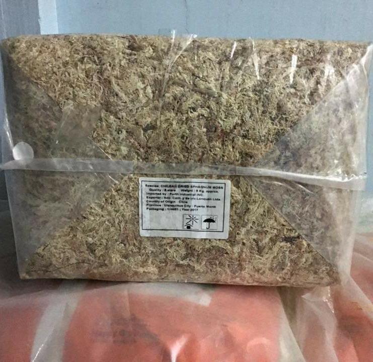Dớn Mềm Chile - 100gr